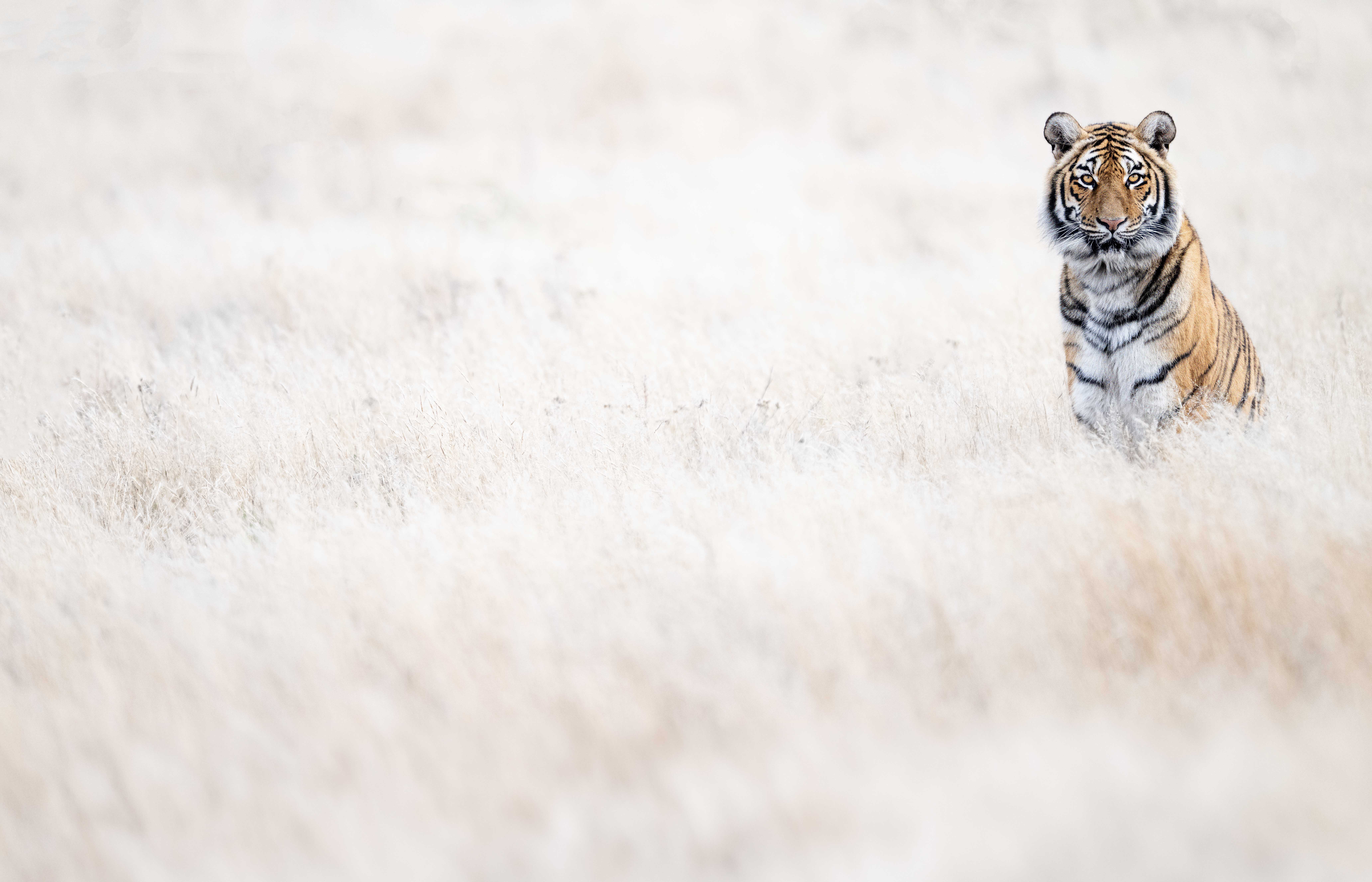 Kontrastreicher Wald-Look am Beispiel eines Tigers