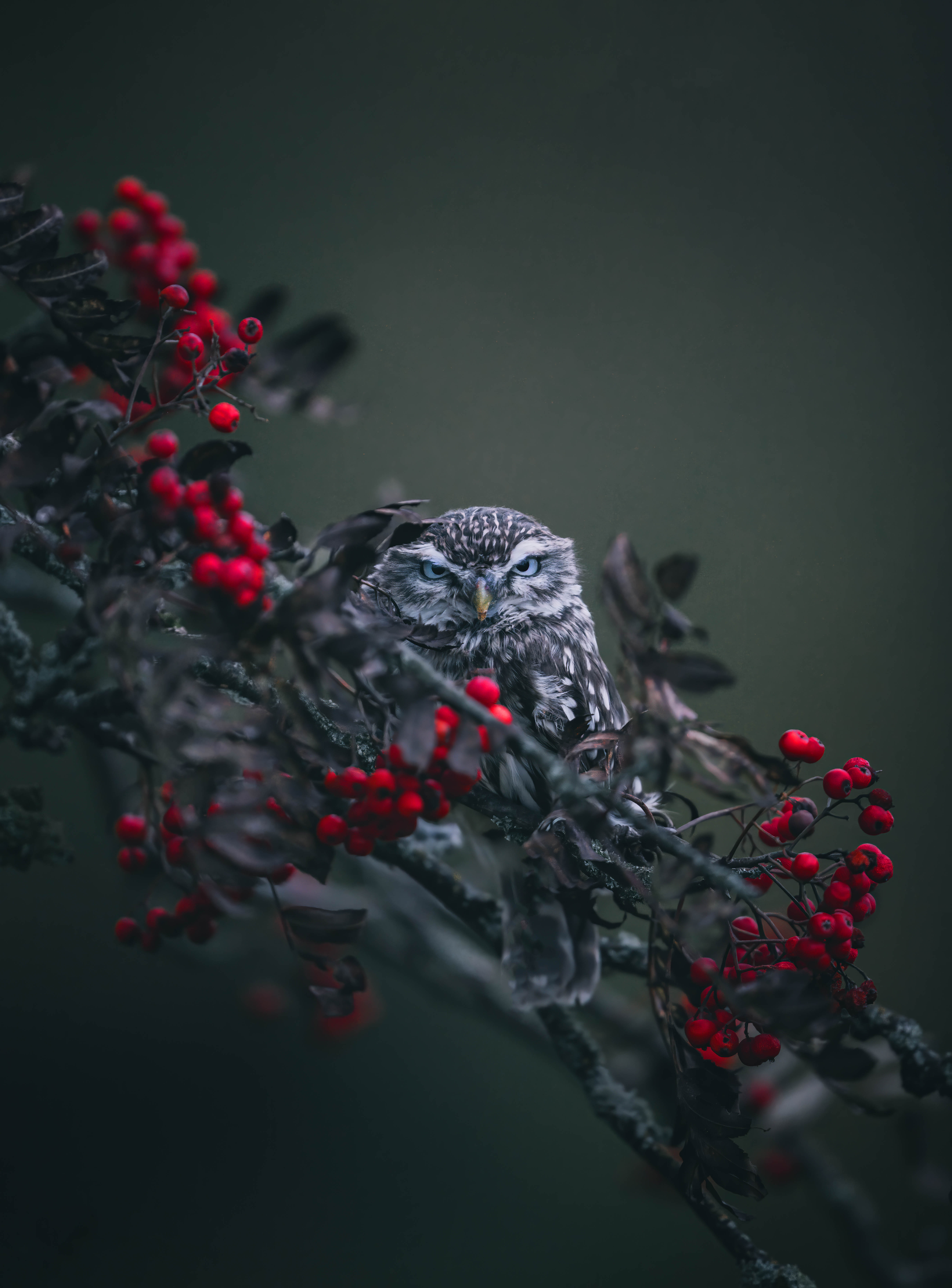 Sanft verblasster Wildlife-Look am Beispiel einer Eule