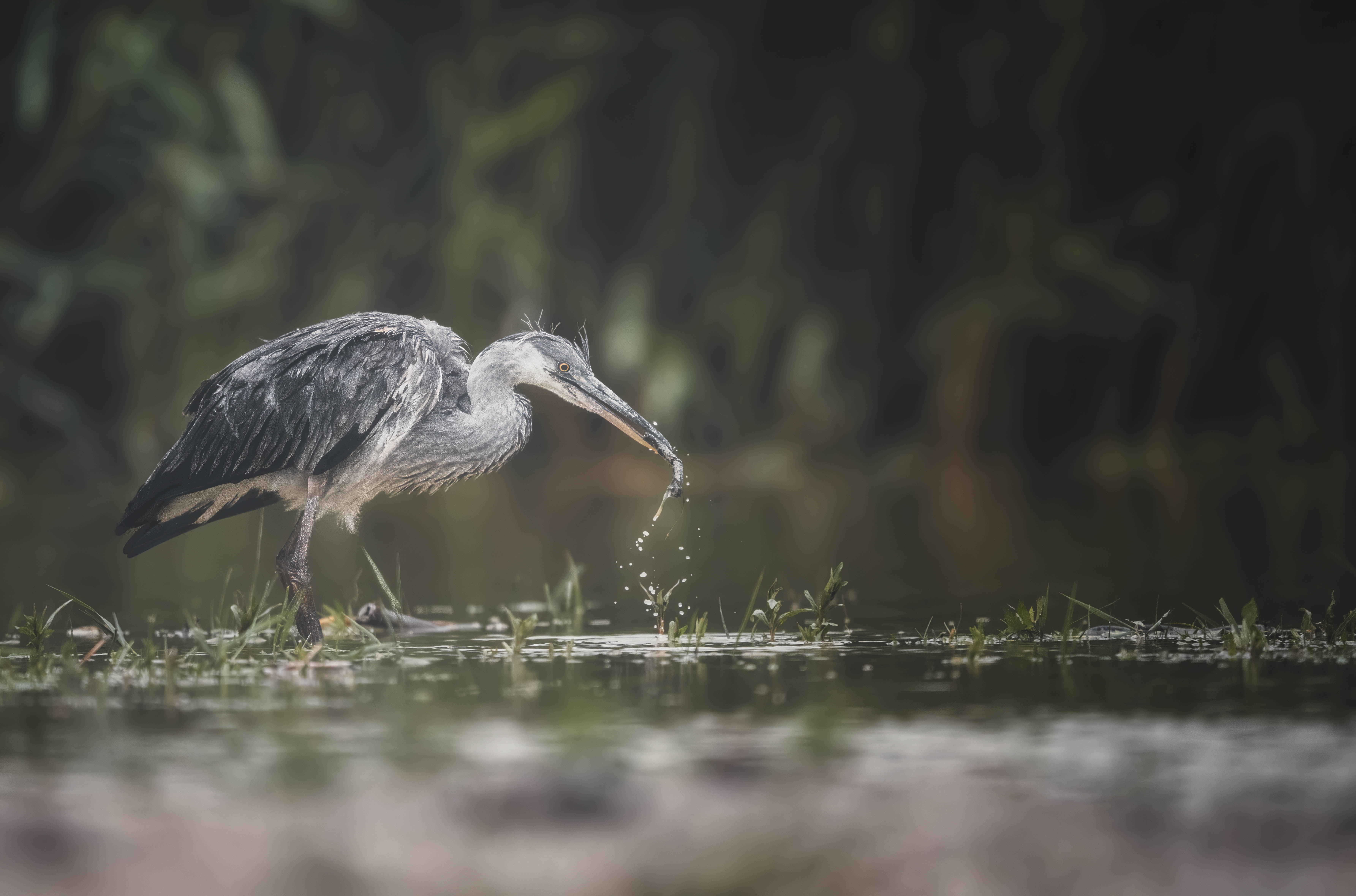 Dunkler Wald-Look am Beispiel eines Vogels