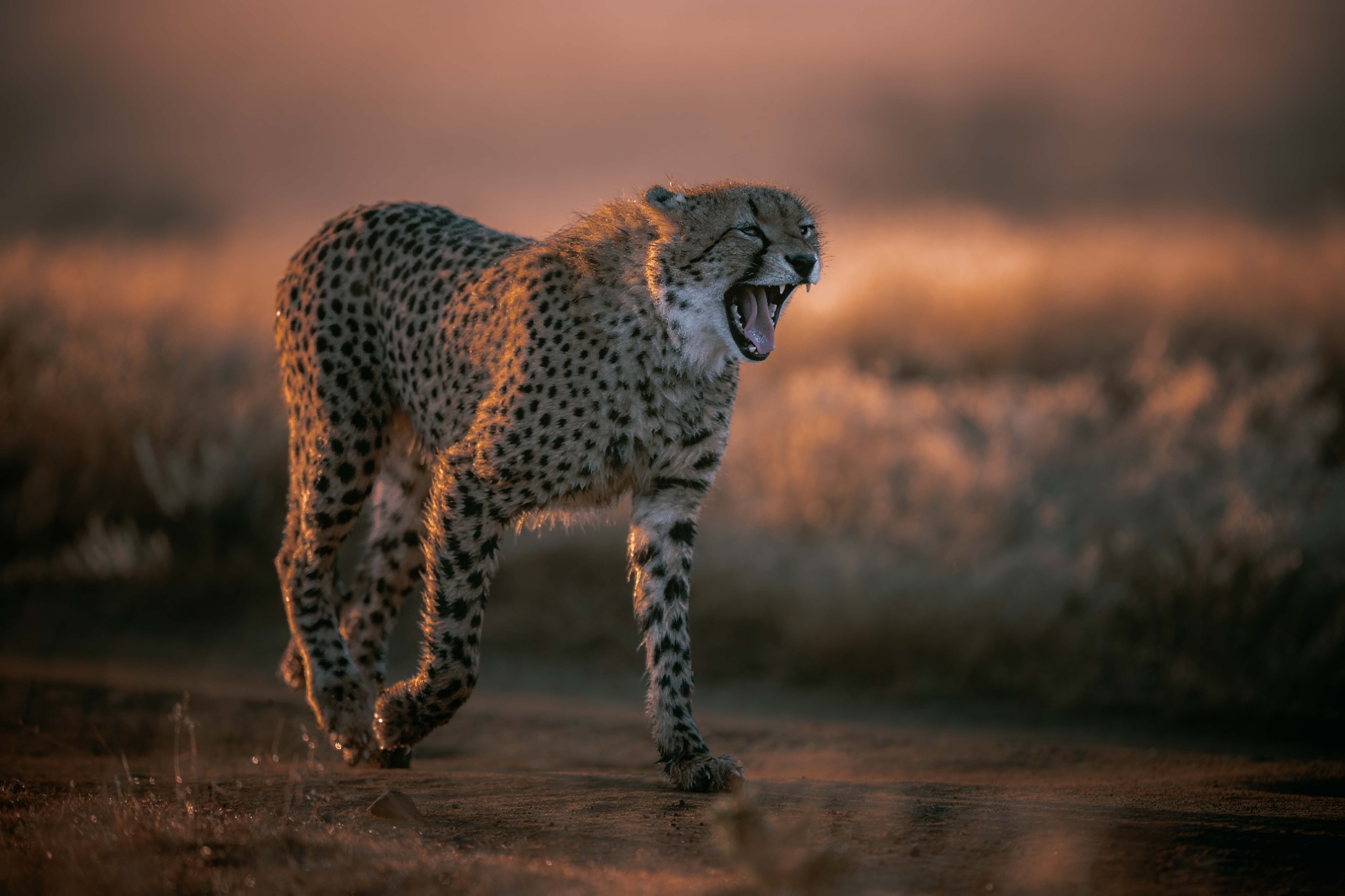 Warmer Wildlife-Look am Beispiel eines Geparden