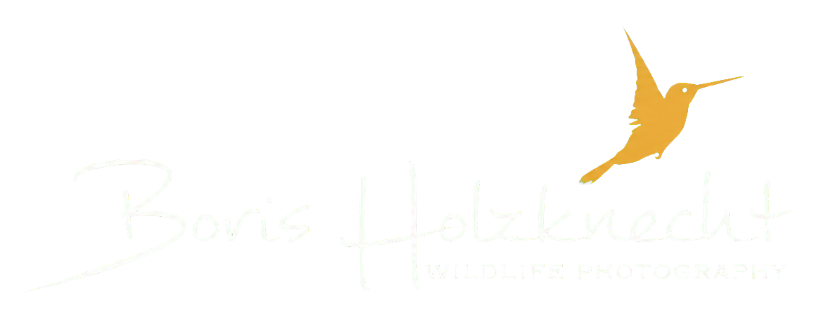Boris Holzknecht Wildlife Photography