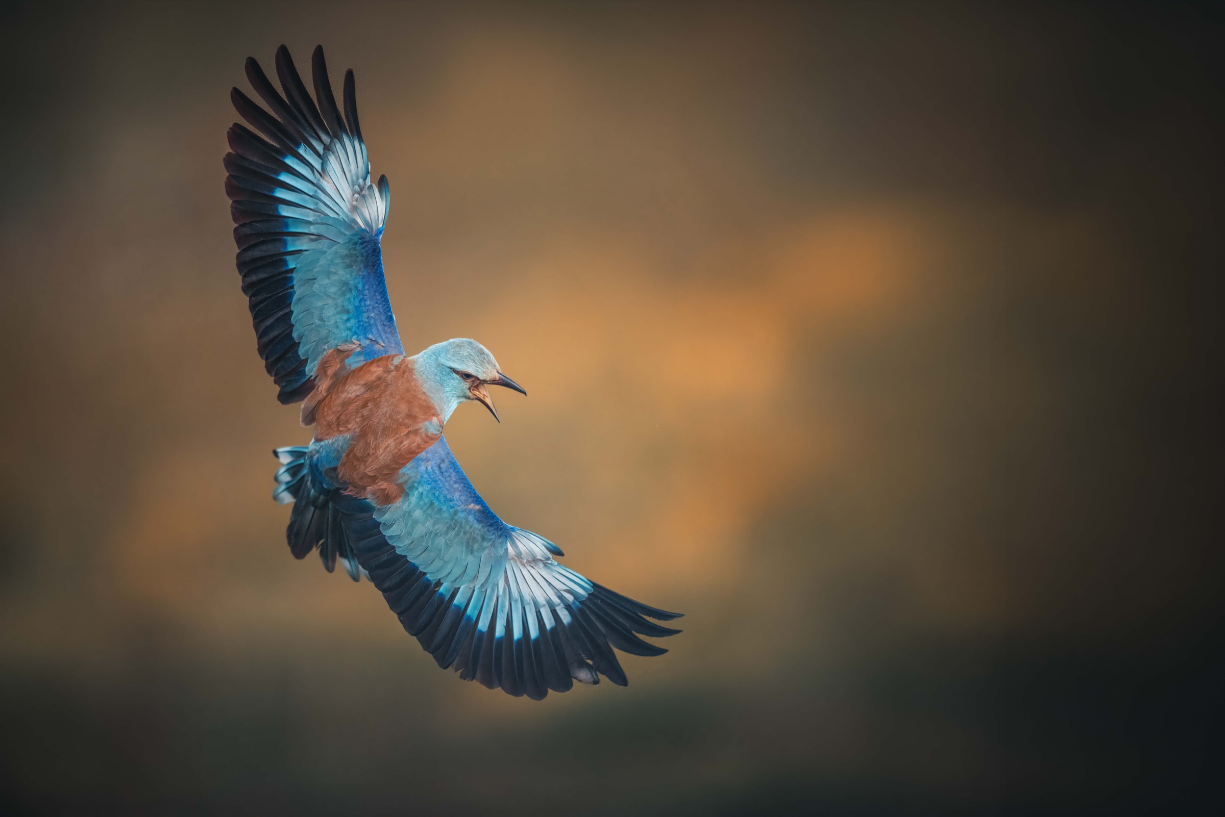 Blauracke fliegt mit weit geöffneten blauen Flügeln durch warmes Licht