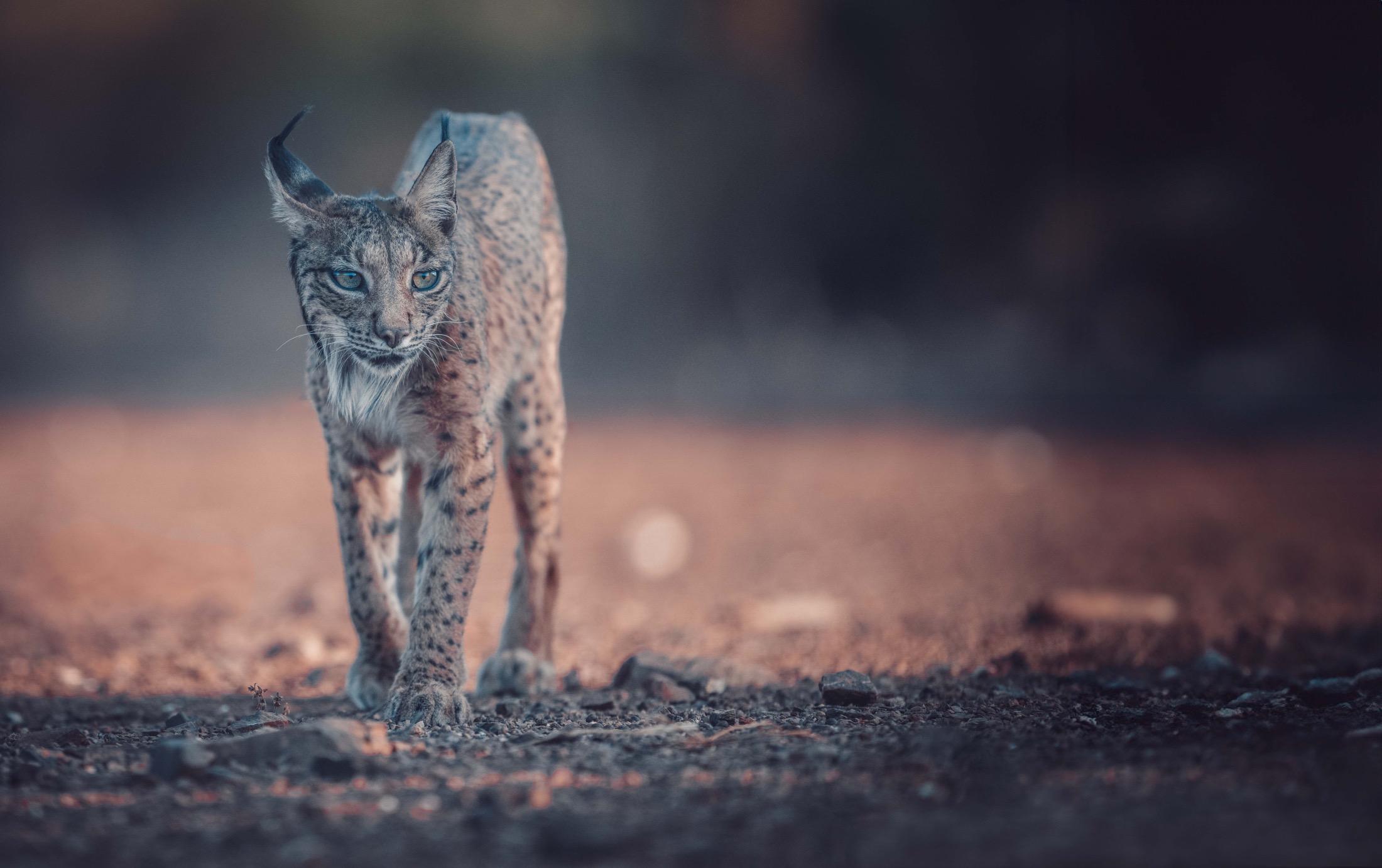 Iberischer Luchs läuft direkt auf den Betrachter zu