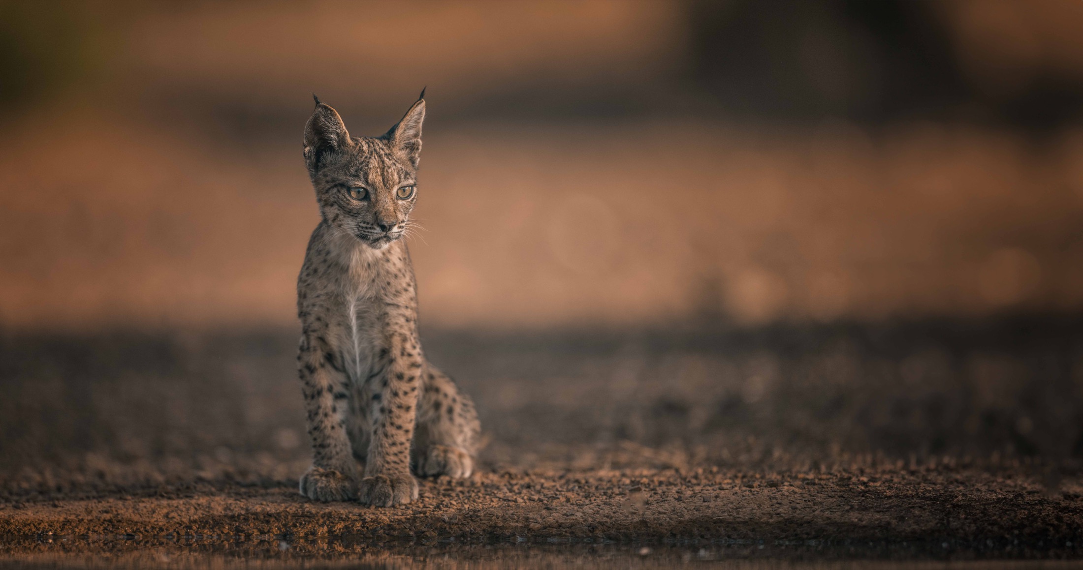 Junger Iberischer Luchs sitzt im warmen Sommerlicht