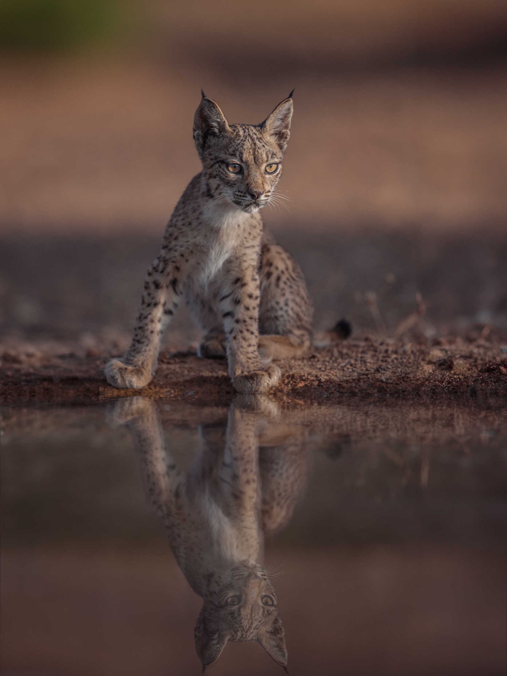Junger Iberischer Luchs mit Spiegelung am Wasser