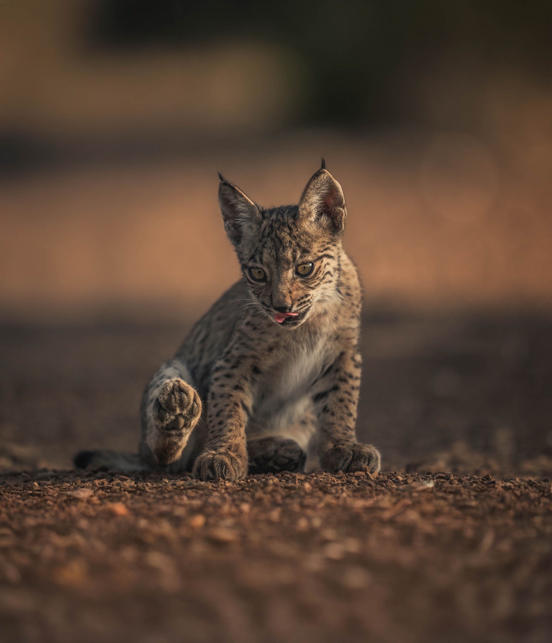 Junger Iberischer Luchs hebt spielerisch eine Pfote