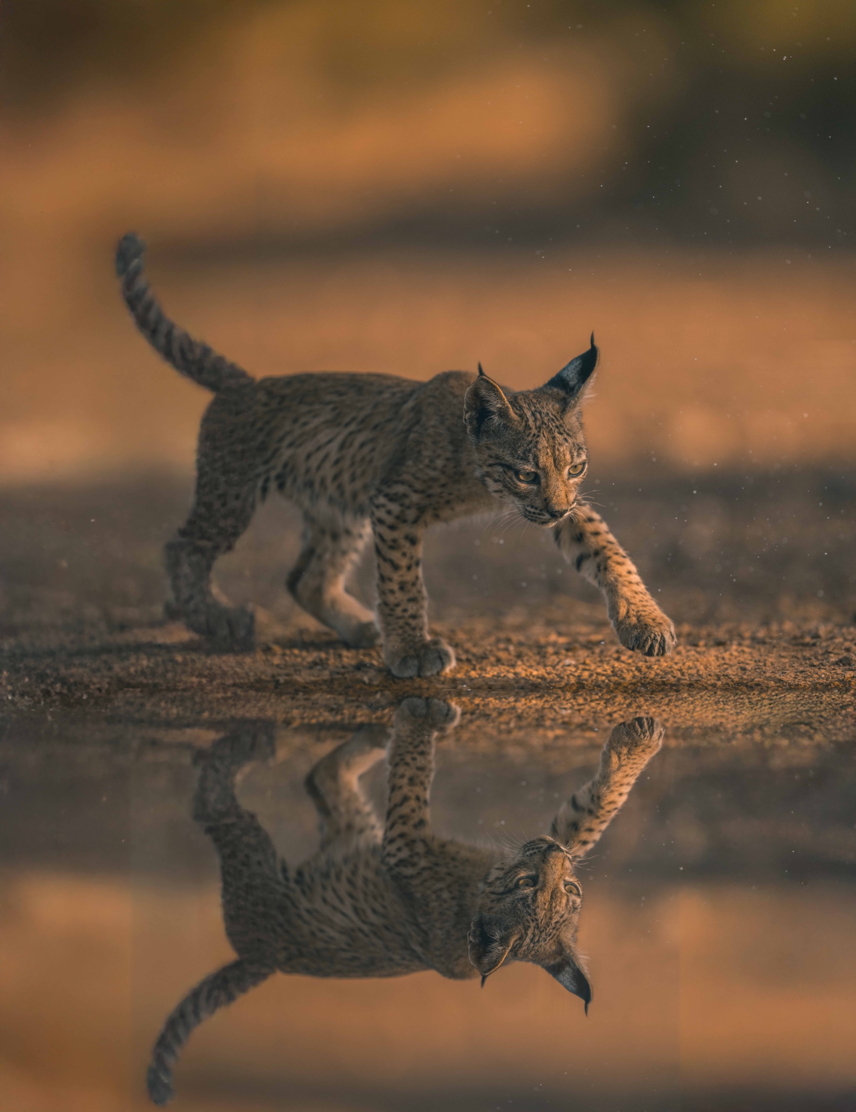Junger Iberischer Luchs läuft durch aufgewirbelten Staub