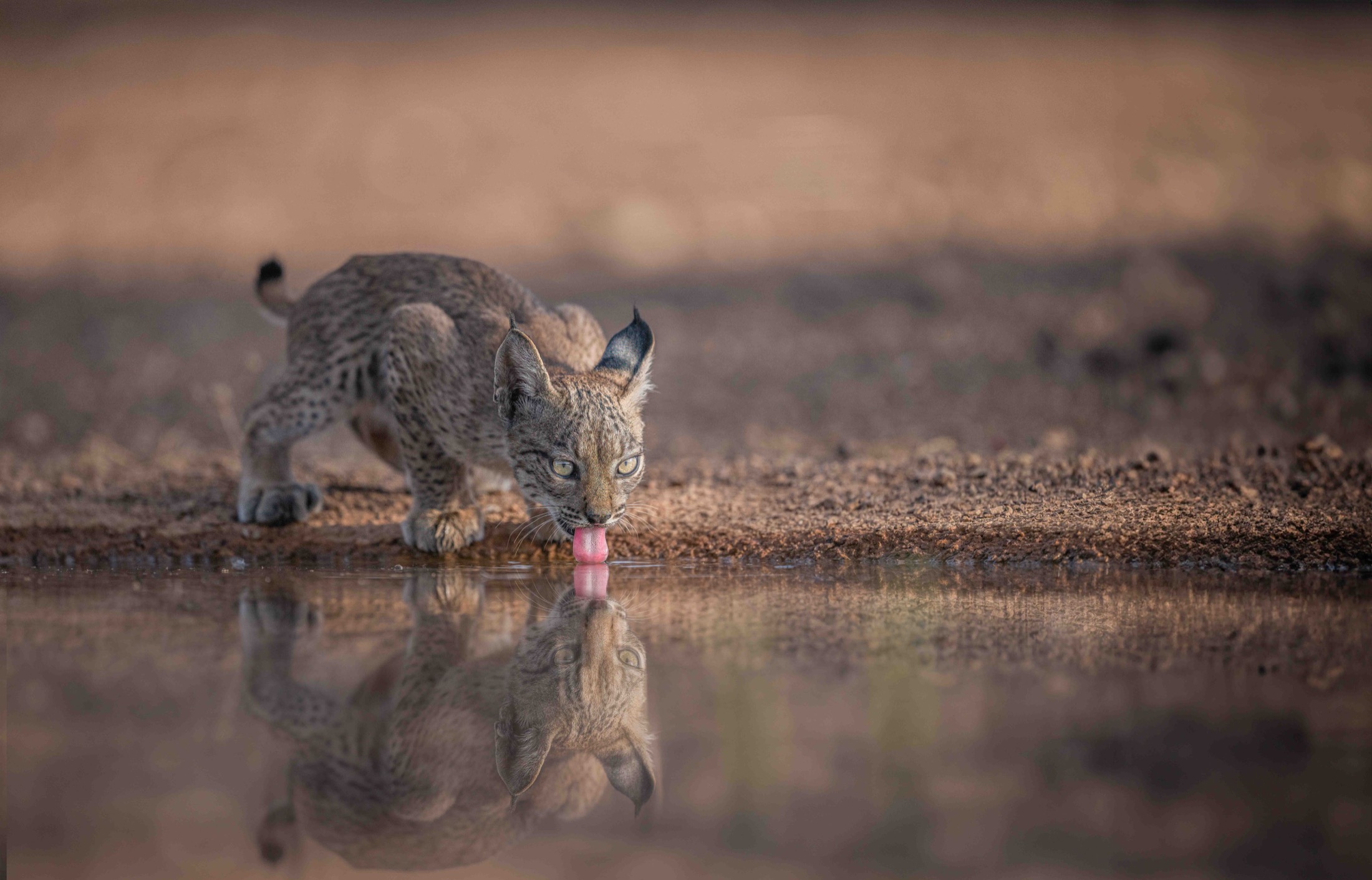 Junger Iberischer Luchs trinkt am Wasser mit Spiegelung