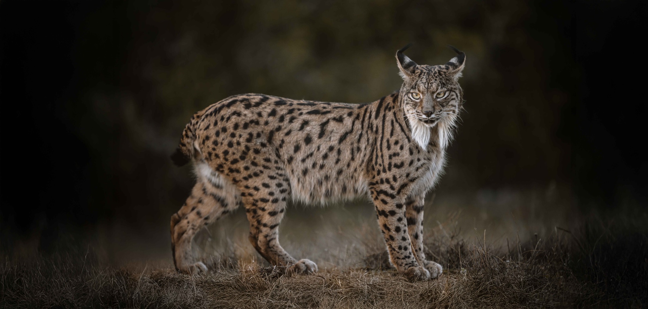 Ausgewachsener Iberischer Luchs steht vor dunklem Hintergrund