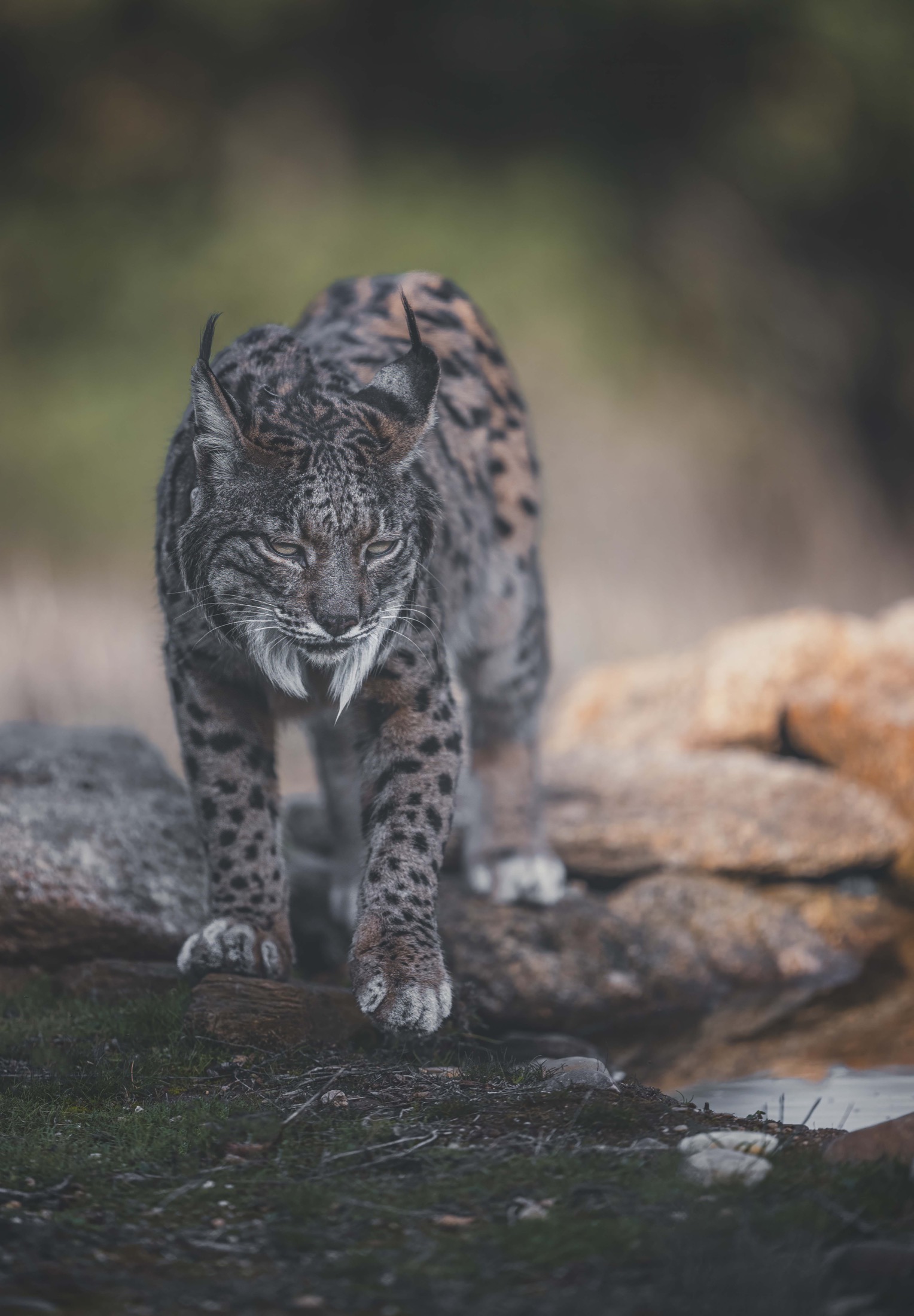 Iberischer Luchs läuft im kalten Winter über felsigen Boden