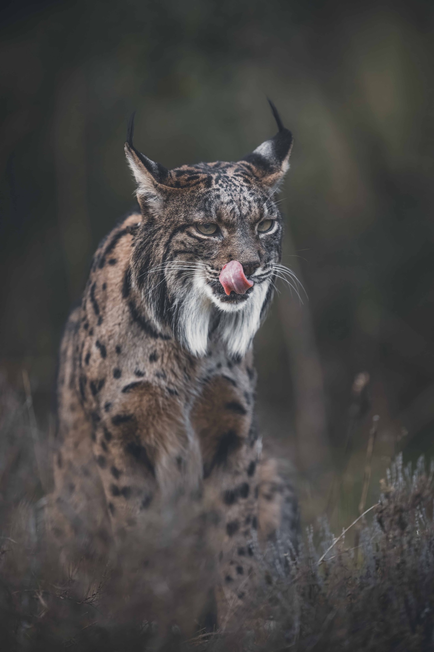 Iberischer Luchs leckt sich über die Nase