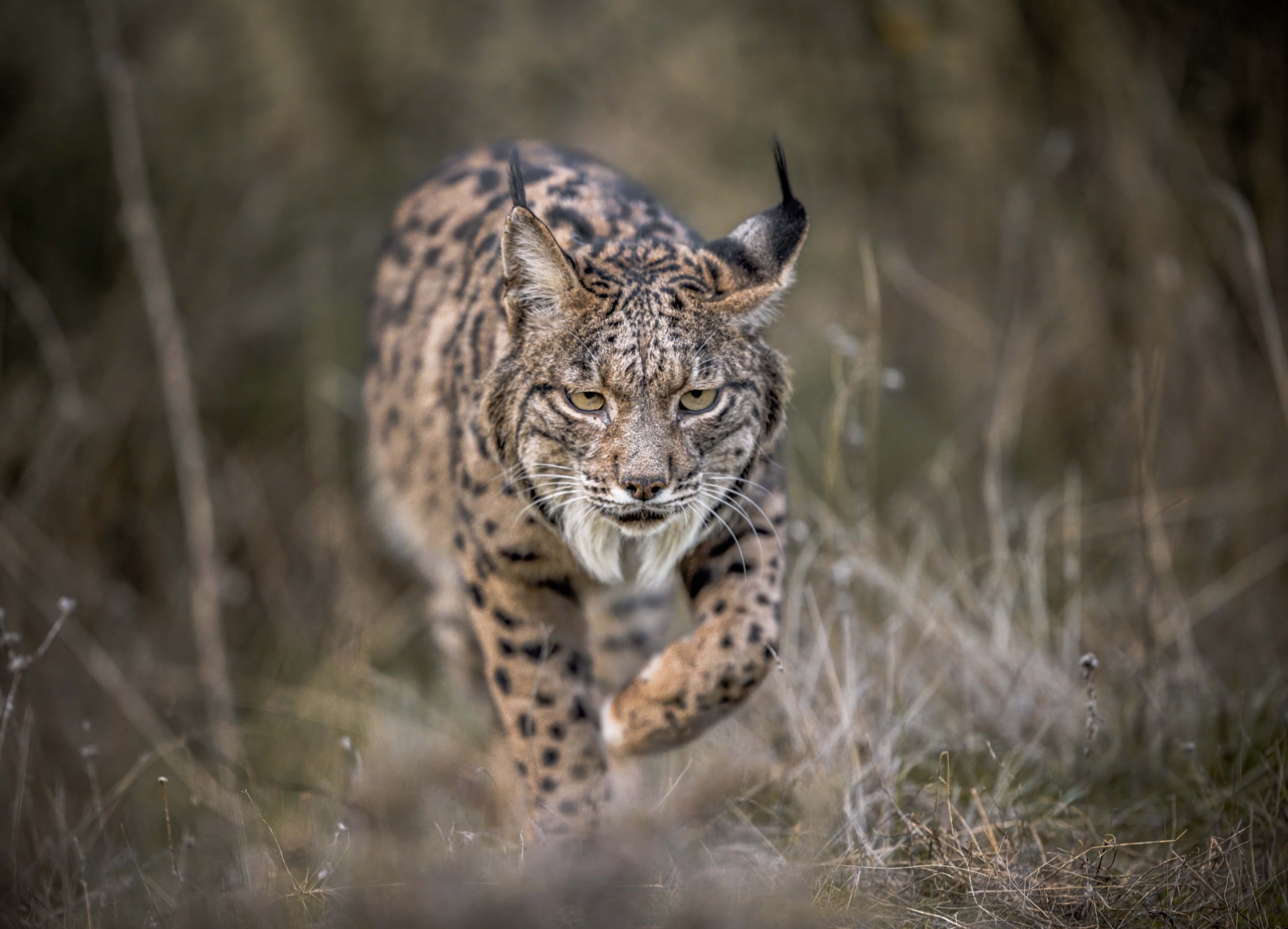 Iberischer Luchs läuft frontal durch winterliches Gras