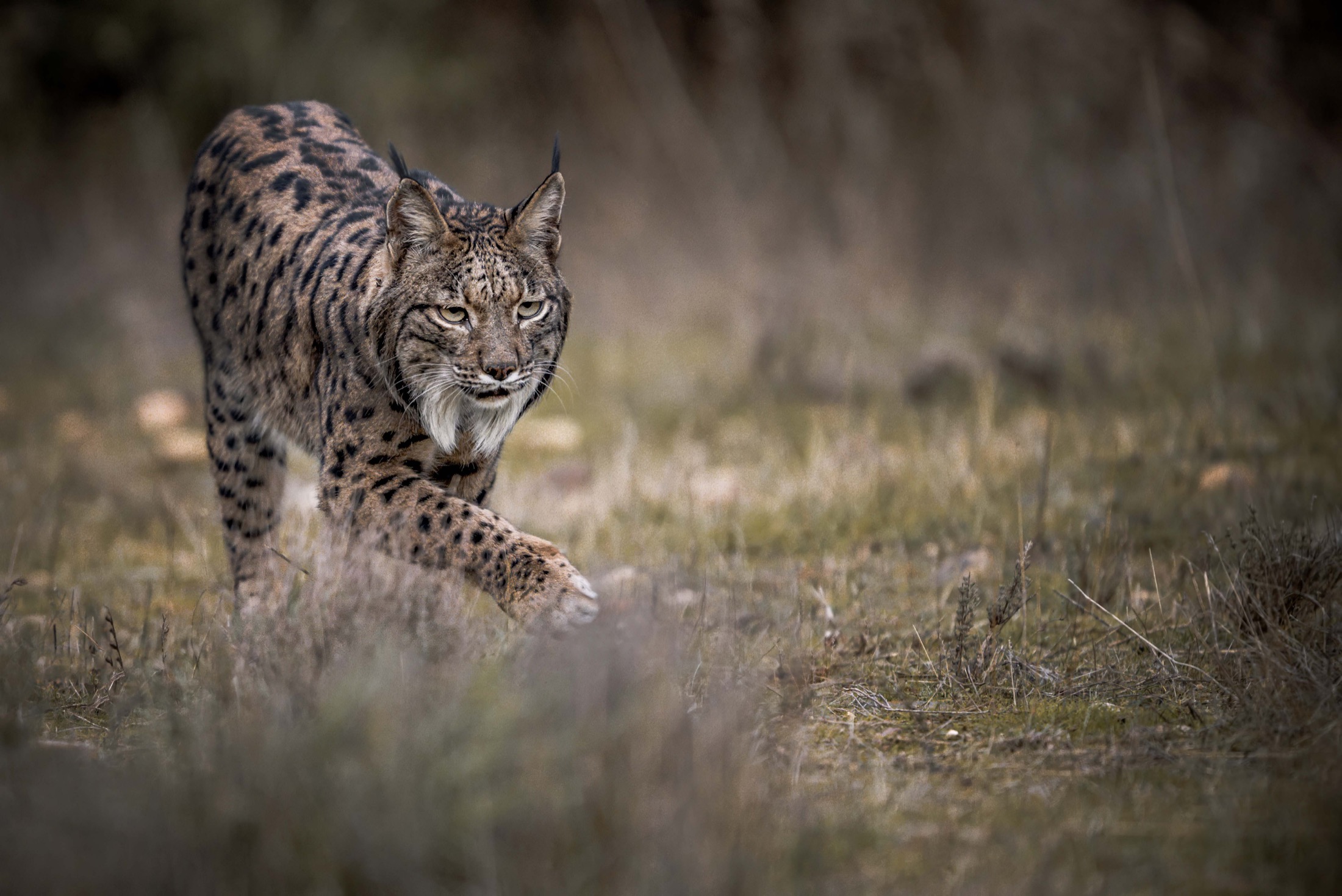 Iberischer Luchs schreitet durch offenes Wintergras