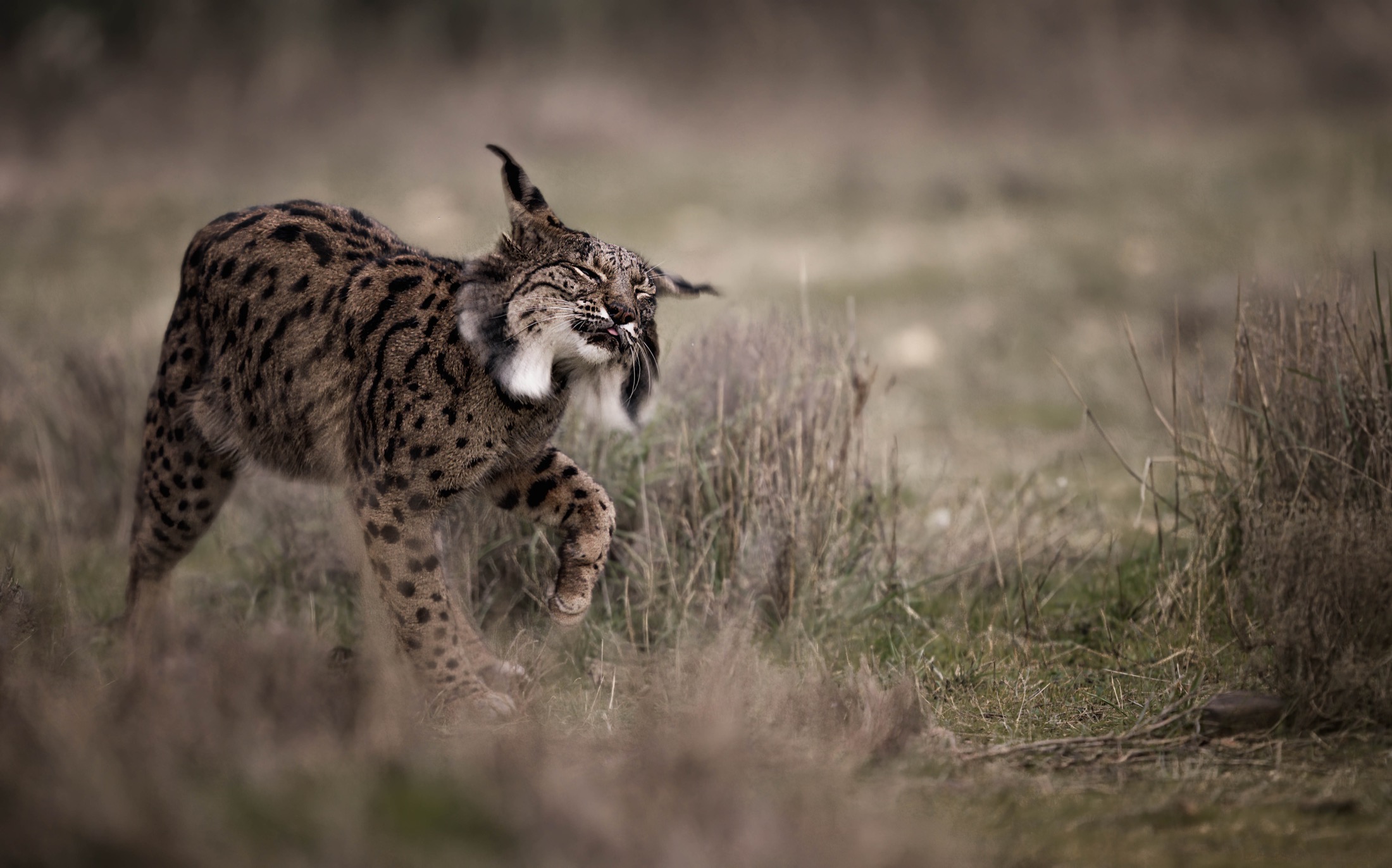 Iberischer Luchs schüttelt den Kopf im Wintergras
