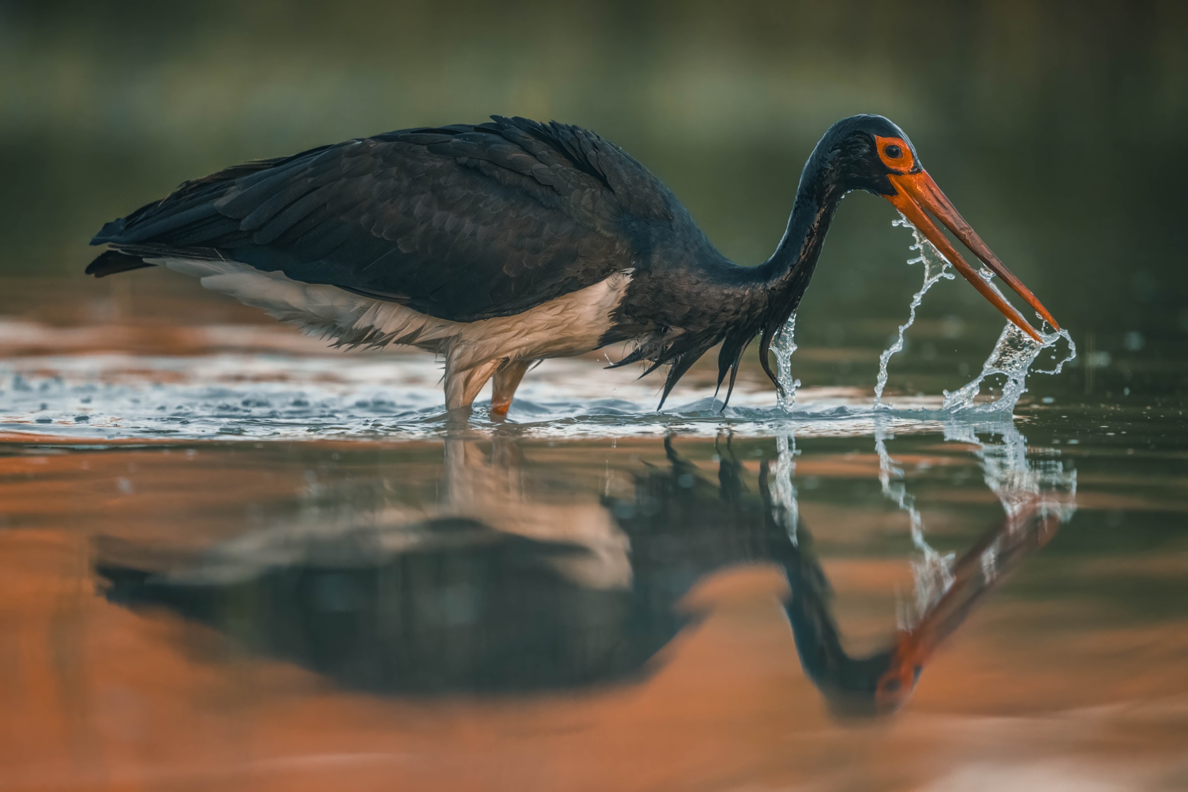 Schwarzstorch zieht seinen Schnabel durch das Wasser