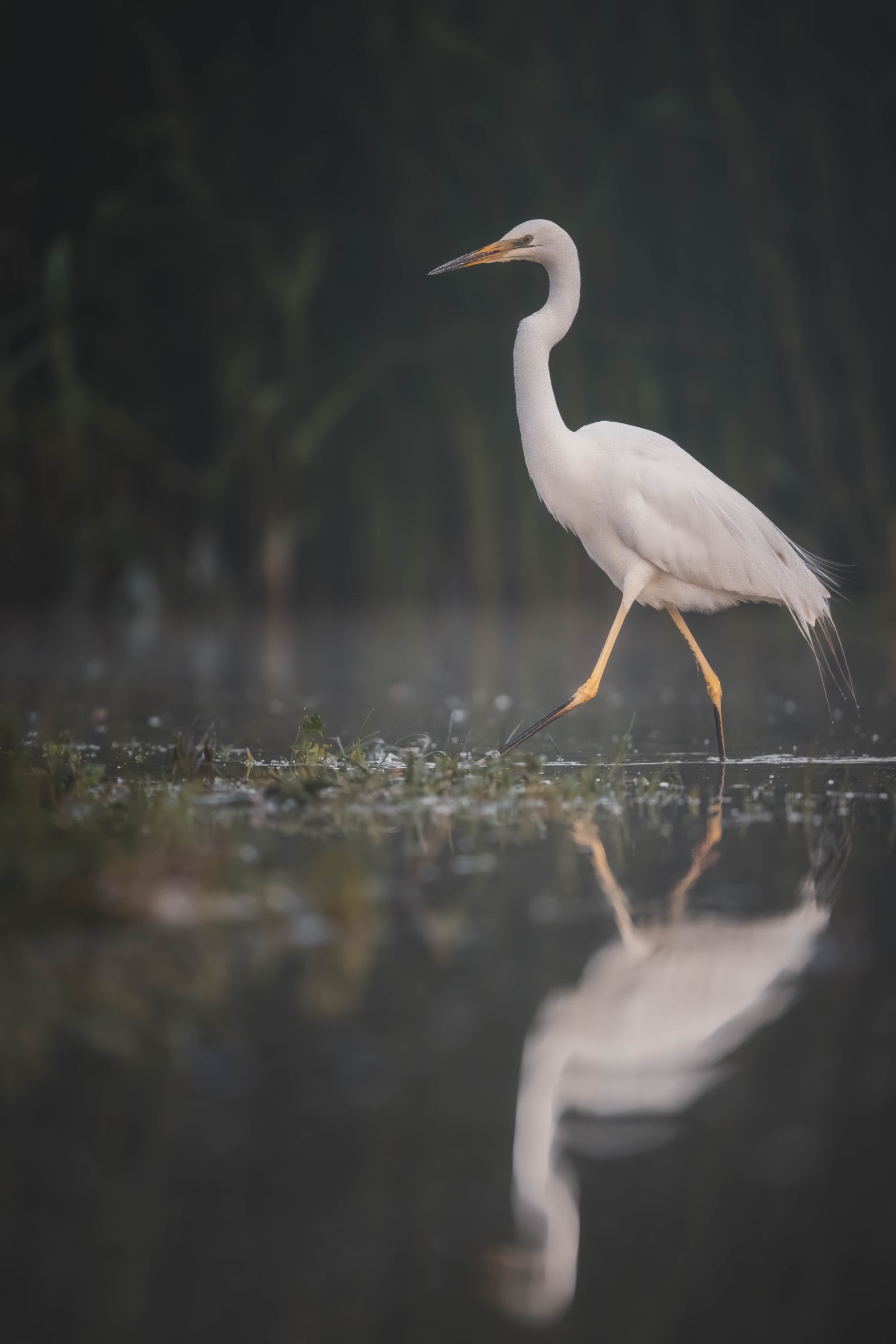 Silberreiher schreitet mit Spiegelung durch flaches Wasser