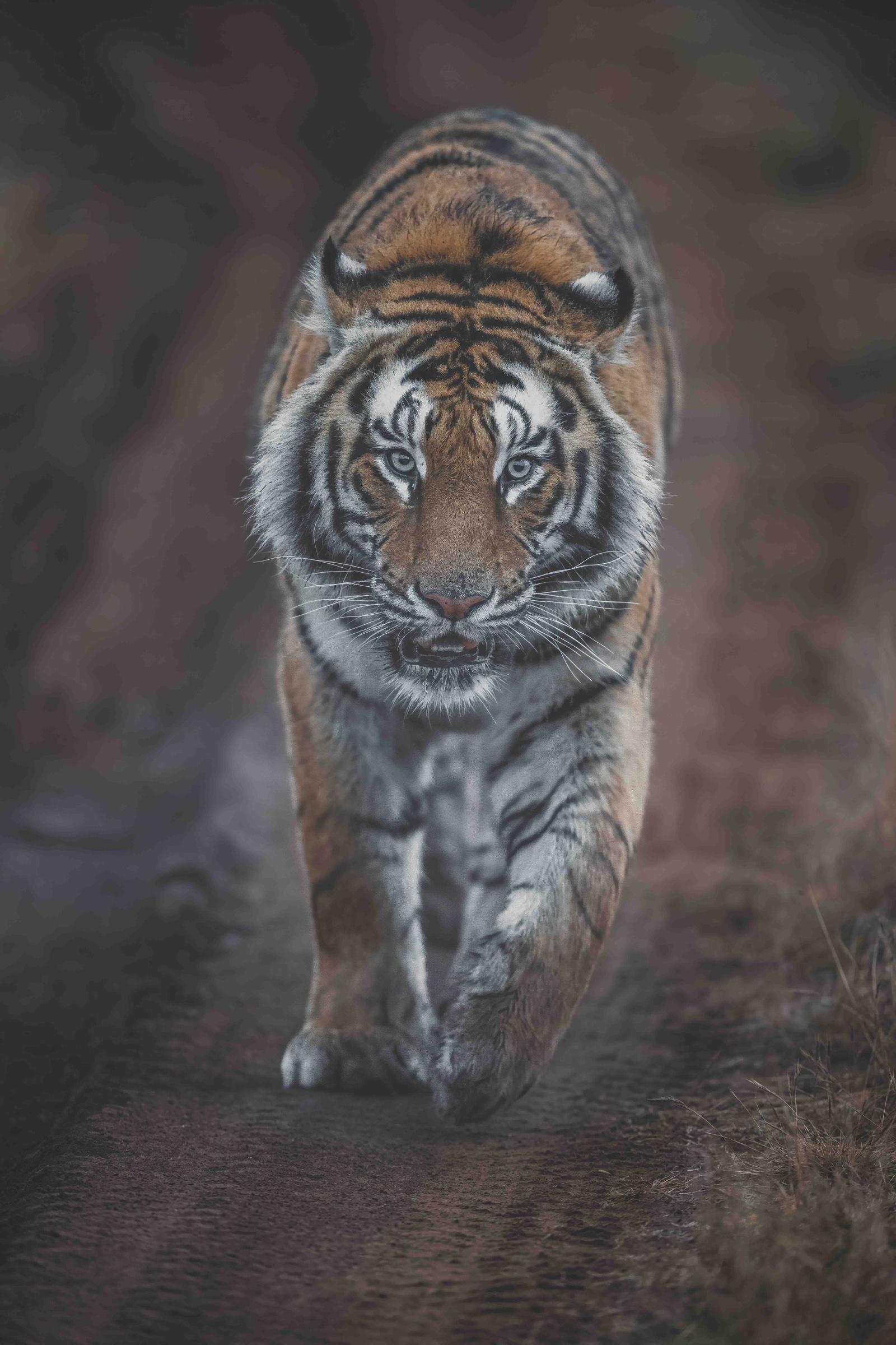 Tiger läuft frontal auf den Betrachter zu